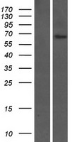 ls056975 fam20c human over expression lysates nm 020223 wb testing 1
