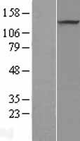 ls056980 prdm10 human over expression lysates nm 199437 wb testing 1