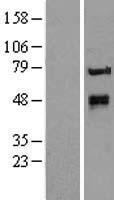 KTEL1 (POGLUT1) Human Over-expression Lysates NM_020231