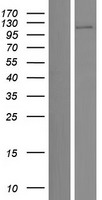 ls056987 bbx human over expression lysates nm 001142568 wb testing 1