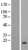 CDC42SE2 Human Over-expression Lysates NM_020240