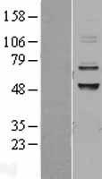 ADCK3 (COQ8A) Human Over-expression Lysates NM_020247