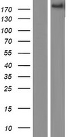 ADAMTS9 Human Over-expression Lysates NM_182920