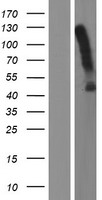 ACKR3 Human Over-expression Lysates NM_020311