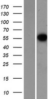 CCNL1 Human Over-expression Lysates NM_020307