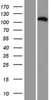 ls057020 vps35l human over expression lysates nm 020314 wb testing 1