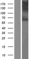 ls057030 vglut1 slc17a7 human over expression lysates nm 020309 wb testing 1