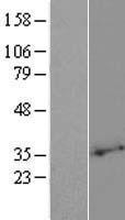 ls057047 phospholipid scramblase 2 plscr2 human over expression lysates nm 020359 wb testing 1