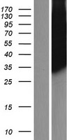 PLSCR3 Human Over-expression Lysates NM_020360