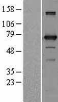 ls057050 utp3 human over expression lysates nm 020368 wb testing 1