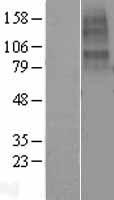 CHRNA10 Human Over-expression Lysates NM_020402