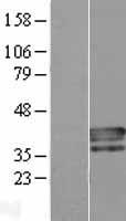 ls057088 plscr4 human over expression lysates nm 020353 wb testing 2