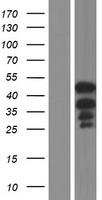 CASS4 Human Over-expression Lysates NM_001164115