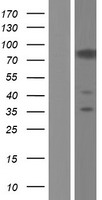 CASS4 Human Over-expression Lysates NM_001164116
