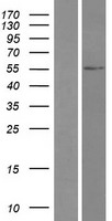 TRIM49 Human Over-expression Lysates NM_020358