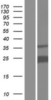ls057095 pithd1 human over expression lysates nm 020362 wb testing 1