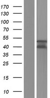 PARP11 Human Over-expression Lysates NM_020367