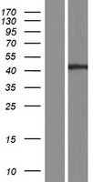 ls057115 pgrp1b pglyrp4 human over expression lysates nm 020393 wb testing 1