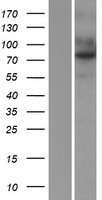 ls057124 tem1 cd248 human over expression lysates nm 020404 wb testing 1