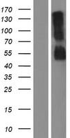RHBG Human Over-expression Lysates NM_020407