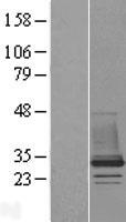 ls057132 chmp1b human over expression lysates nm 020412 wb testing 1