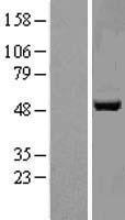 APMAP Human Over-expression Lysates NM_020531