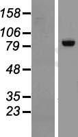 RGL3 Human Over-expression Lysates NM_001035223