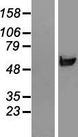 RNPEPL1 Human Over-expression Lysates NM_018226
