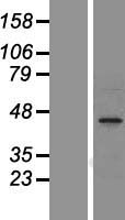 ls057142 nogo a rtn4 human over expression lysates nm 207520 wb testing 4