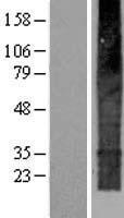 ls057146 tmem159 human over expression lysates nm 020422 wb testing 1