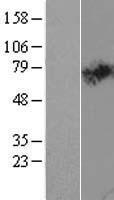 SLC44A2 Human Over-expression Lysates NM_020428