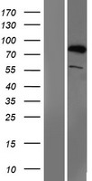 ls057154 smurf1 human over expression lysates nm 020429 wb testing 1