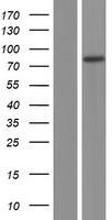 ls057157 phtf2 human over expression lysates nm 020432 wb testing 1