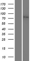 Junctophilin 2 (JPH2) Human Over-expression Lysates NM_020433