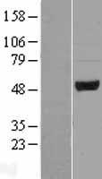 Pellino 2 (PELI2) Human Over-expression Lysates NM_021255