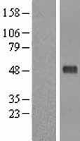 Pellino 1 (PELI1) Human Over-expression Lysates NM_020651