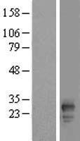 ls057184 fam219b human over expression lysates nm 020447 wb testing 1