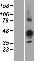 ls057185 nipal3 human over expression lysates nm 020448 wb testing 1