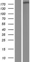 ADAMTSL3 Human Over-expression Lysates NM_207517