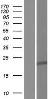 C13orf1 (SPRYD7) Human Over-expression Lysates NM_001127482