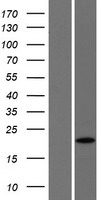 C13orf1 (SPRYD7) Human Over-expression Lysates NM_020456