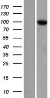 TTC7A Human Over-expression Lysates NM_020458