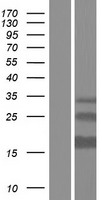 ls057222 ergic1 human over expression lysates nm 020462 wb testing 1