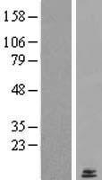 LYRM2 Human Over-expression Lysates NM_020466