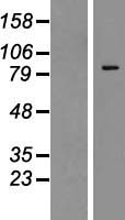 ls057336 zinc finger protein 287 znf287 human over expression lysates nm 020653 wb testing 1