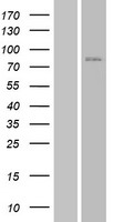 JPH3 Human Over-expression Lysates NM_020655