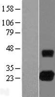 ls057381 rhoj human over expression lysates nm 020663 wb testing 1
