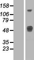 ls057408 lrtm1 human over expression lysates nm 020678 wb testing 1