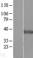 NDRG2 Human Over-expression Lysates NM_016250