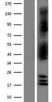 ls057447 ndrg2 human over expression lysates nm 201537 wb testing 4